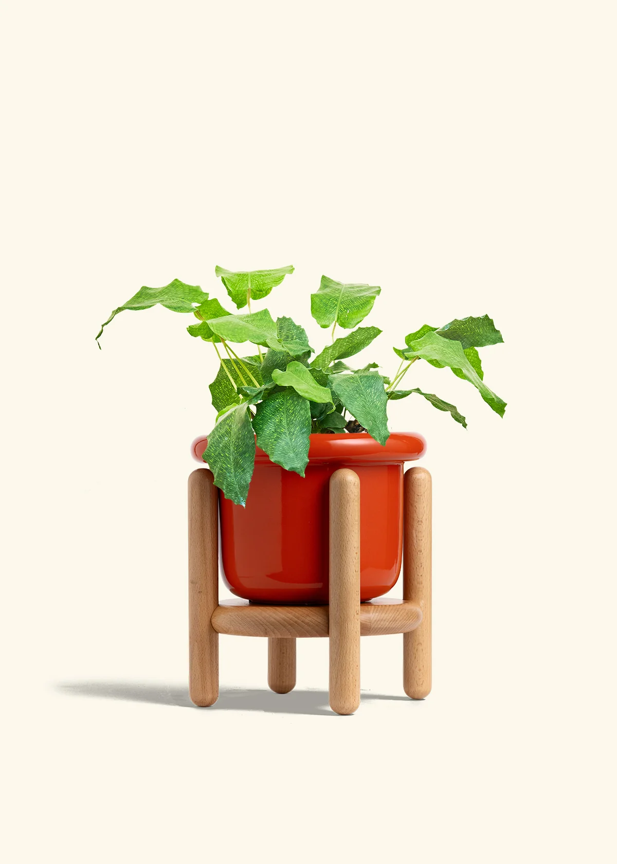 Calathea musaica - Image 21