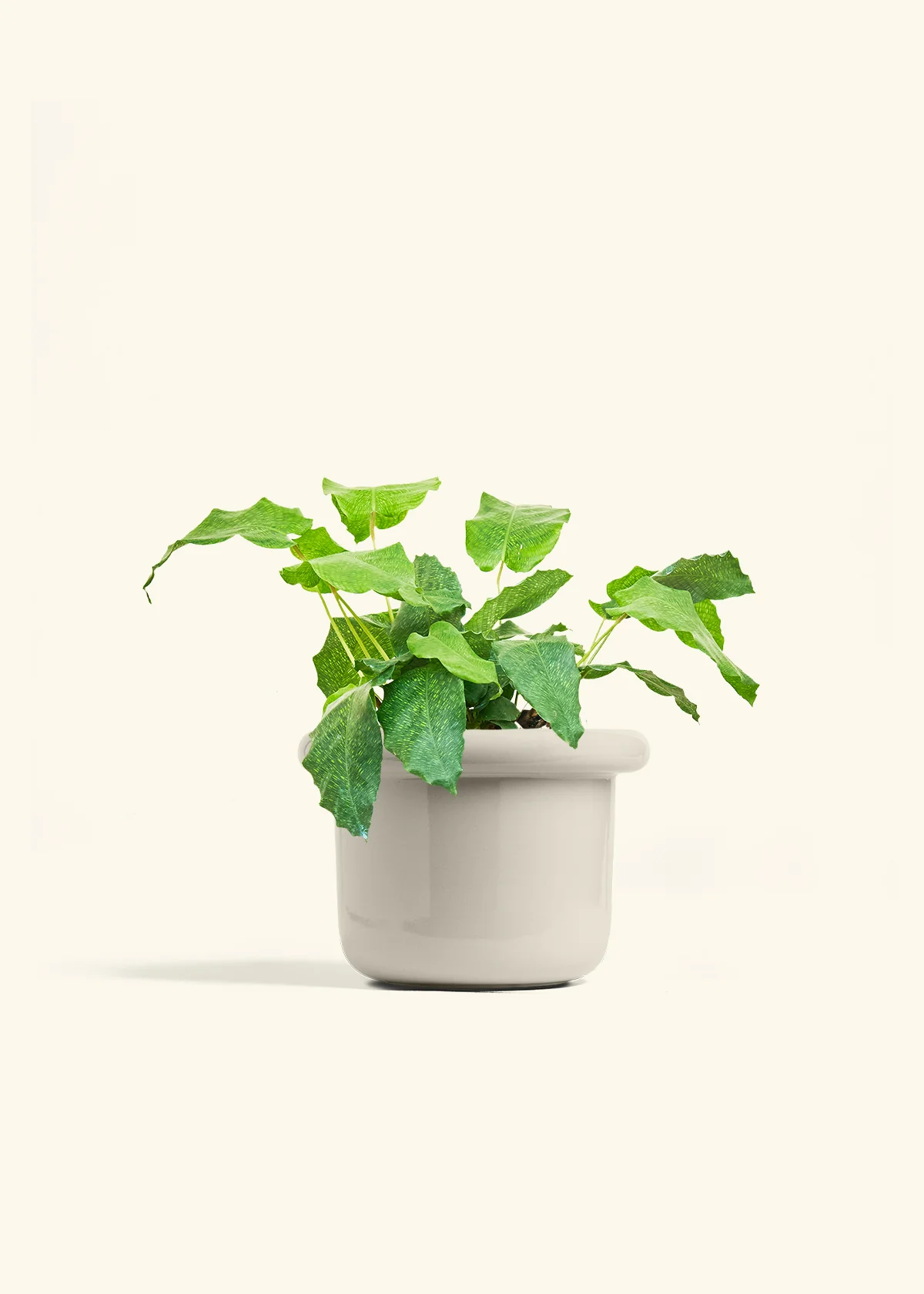 Calathea musaica - Image 22
