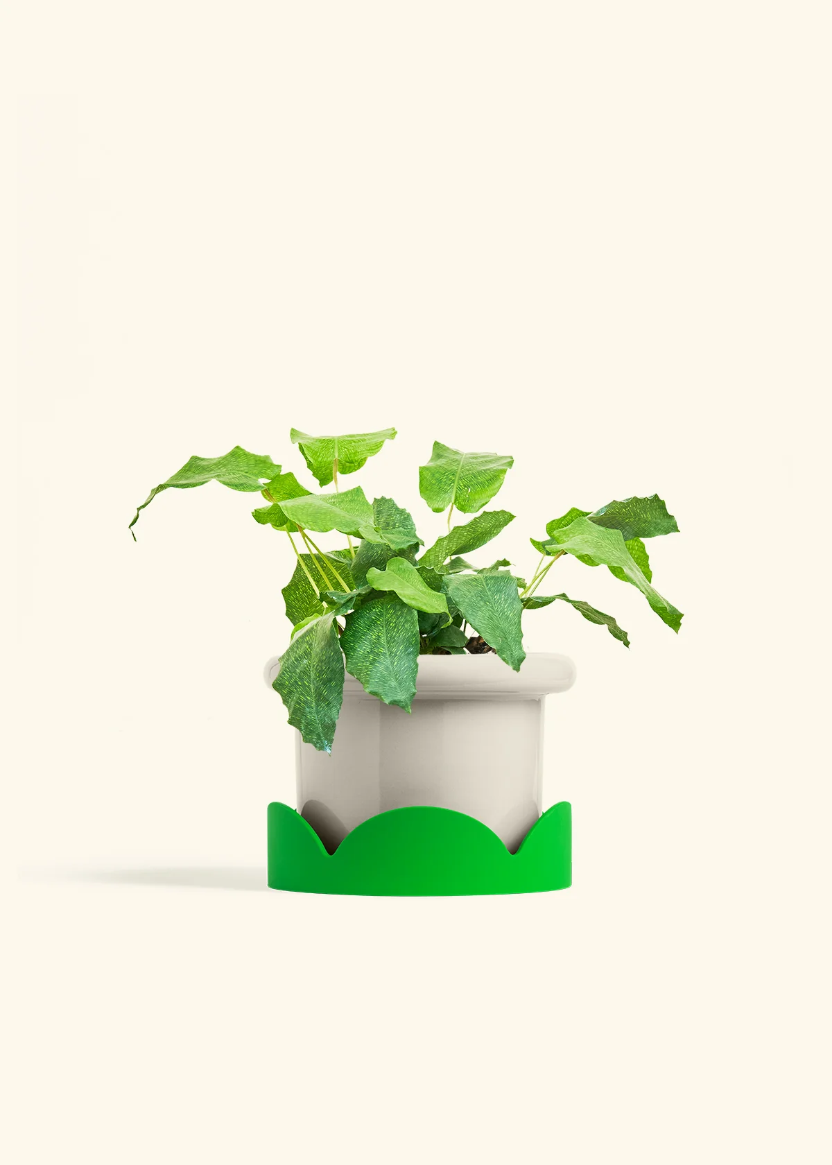 Calathea musaica - Image 23