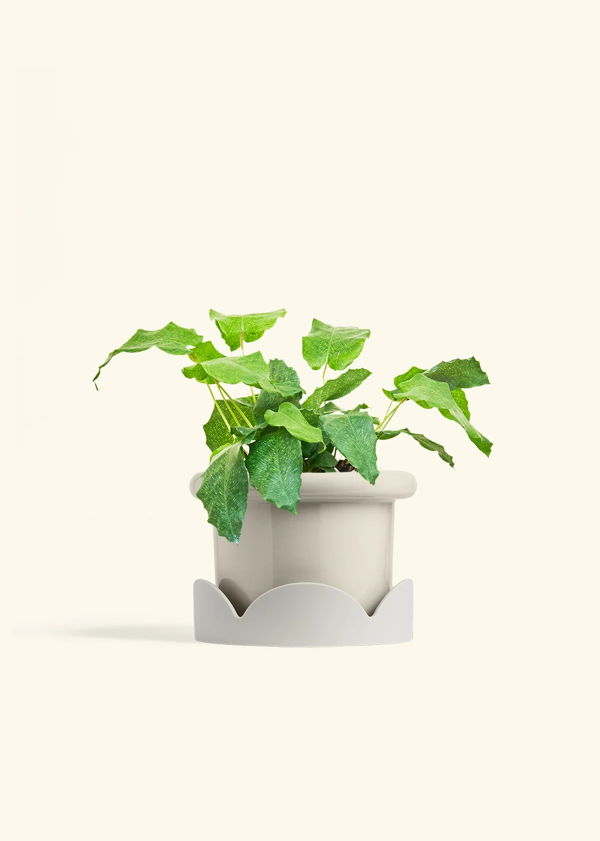 Calathea musaica - Image 24