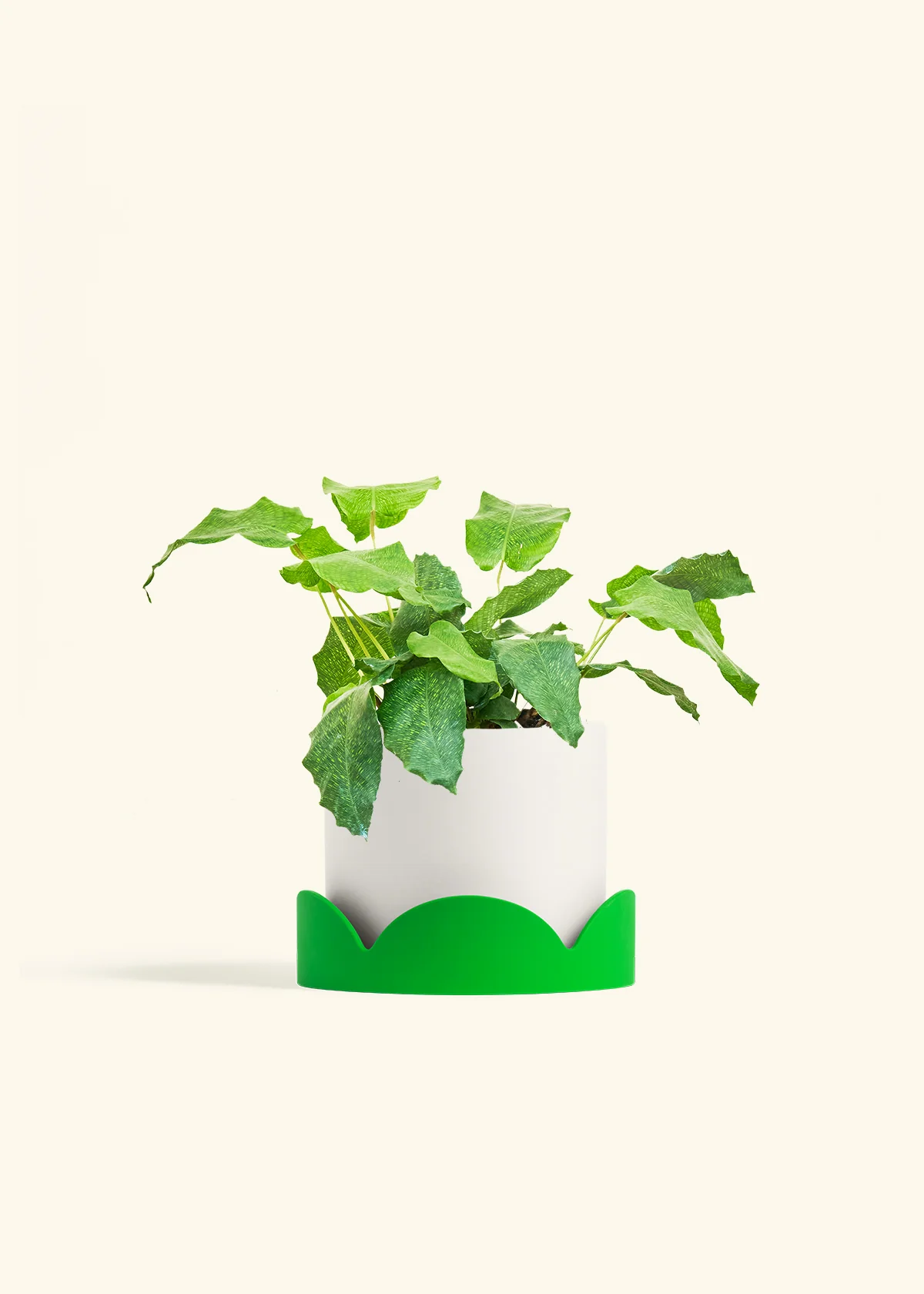 Calathea musaica - Image 26