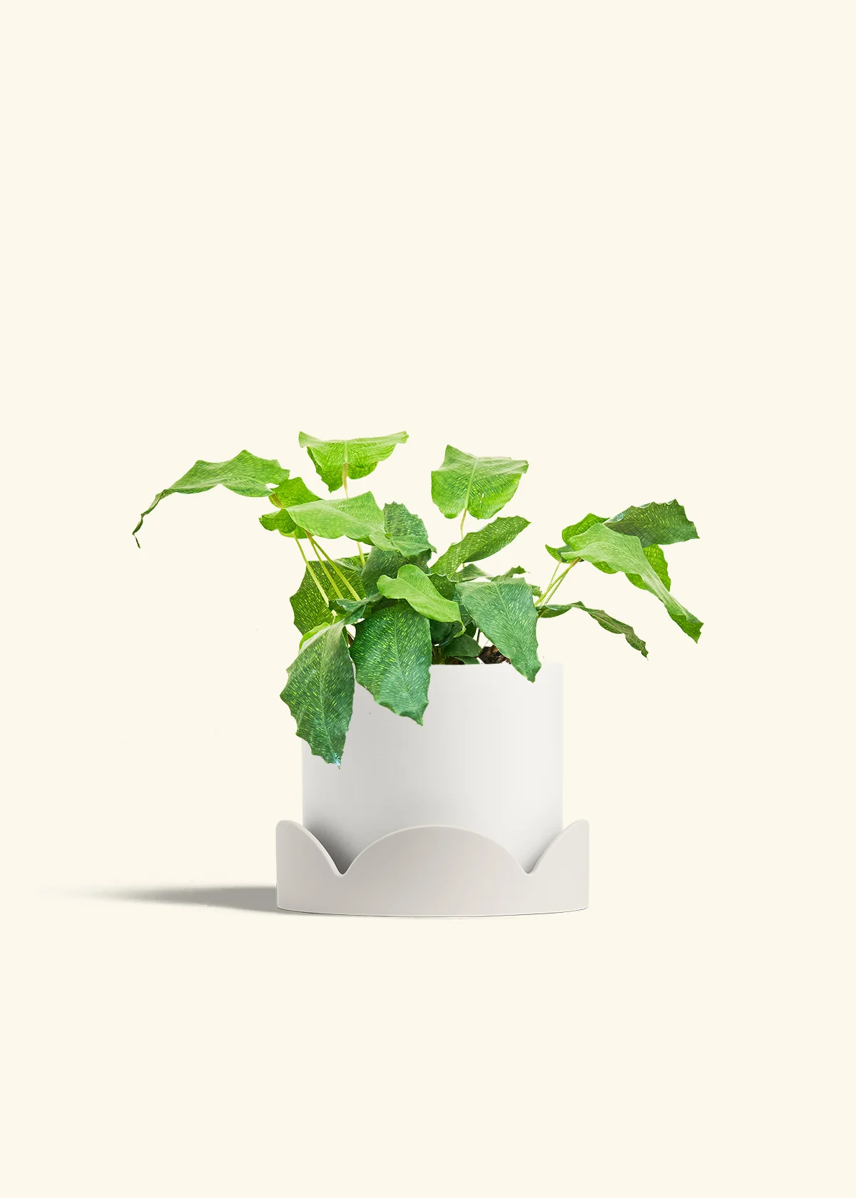 Calathea musaica - Image 27