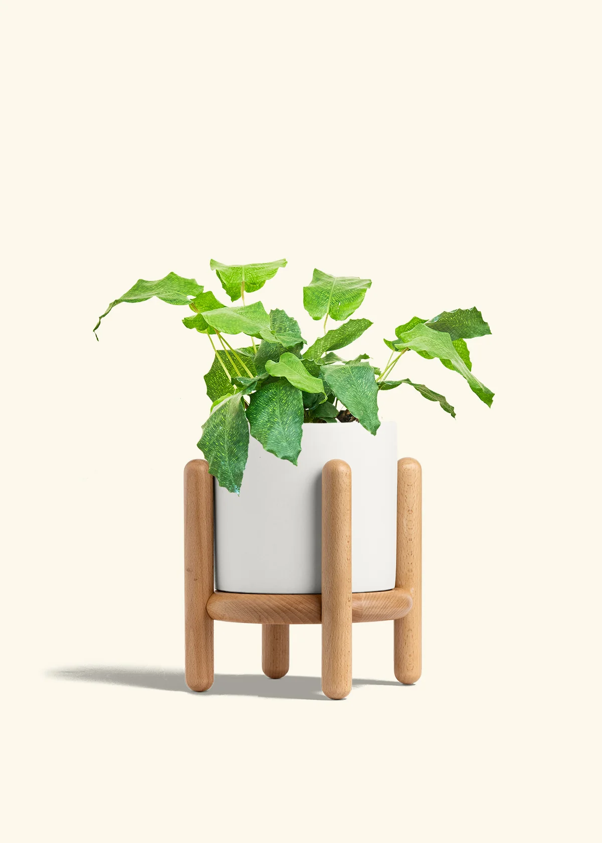 Calathea musaica - Image 28