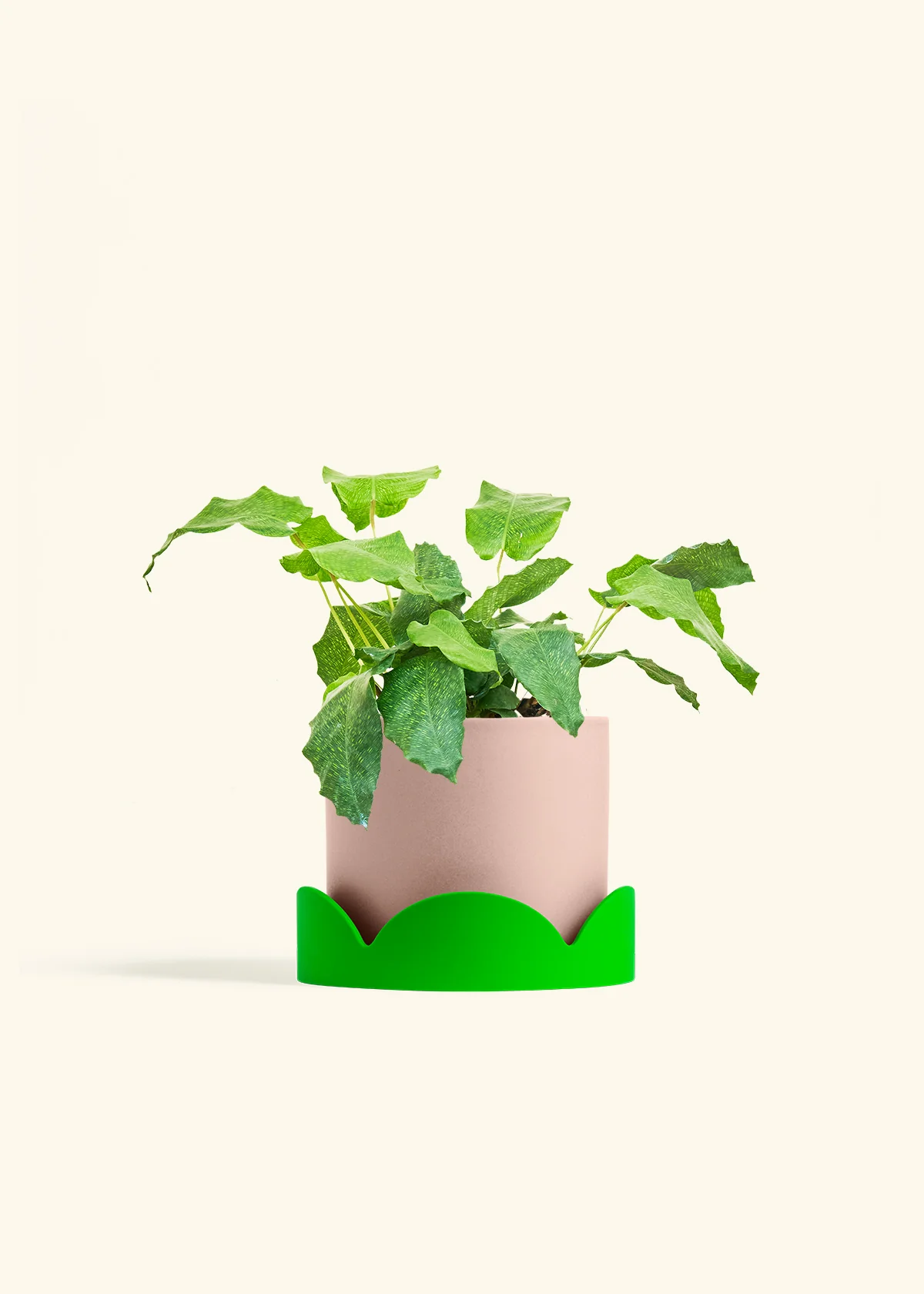 Calathea musaica - Image 29