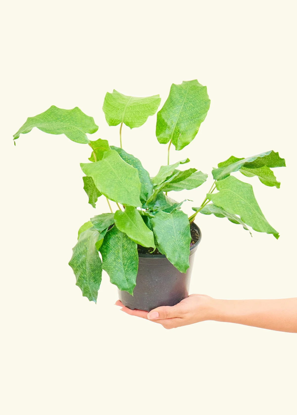 Calathea musaica - Image 3