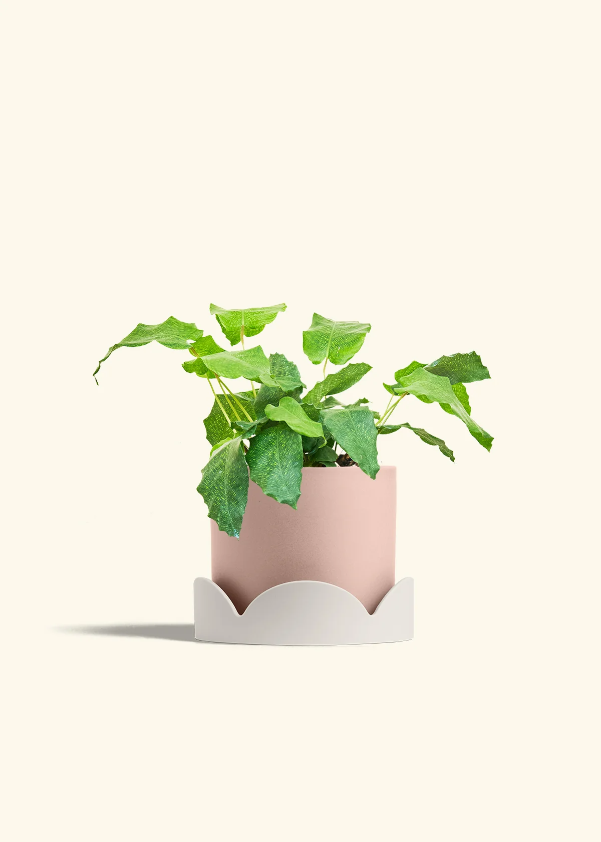 Calathea musaica - Image 30