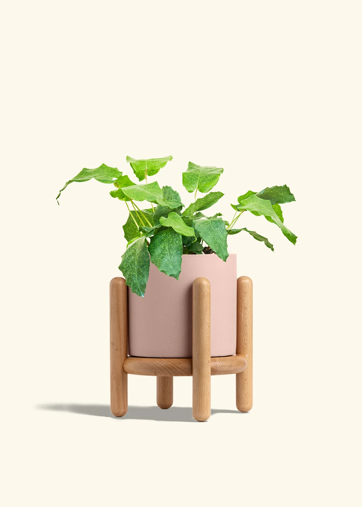 Calathea musaica - Image 31