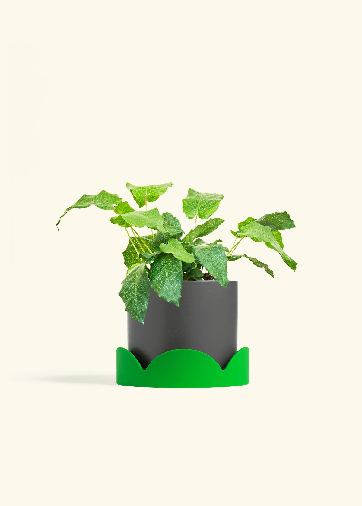 Calathea musaica - Image 32