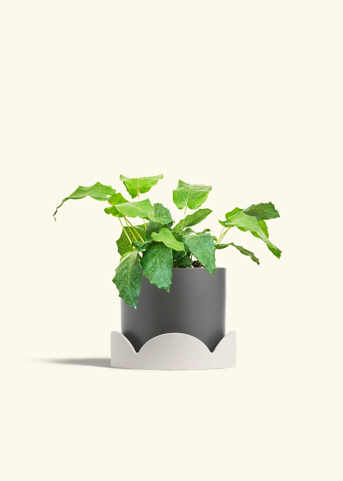 Calathea musaica - Image 33