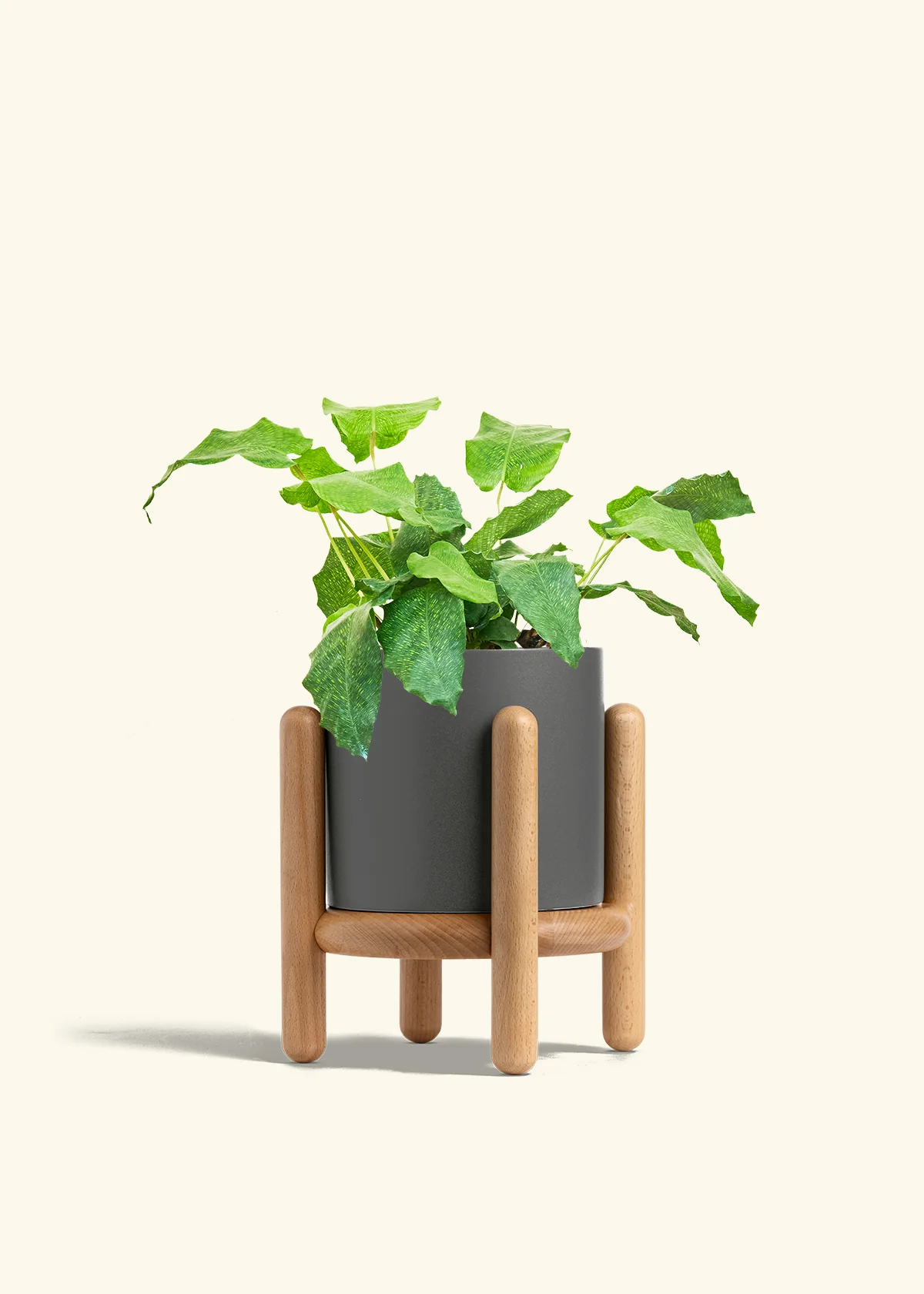 Calathea musaica - Image 34