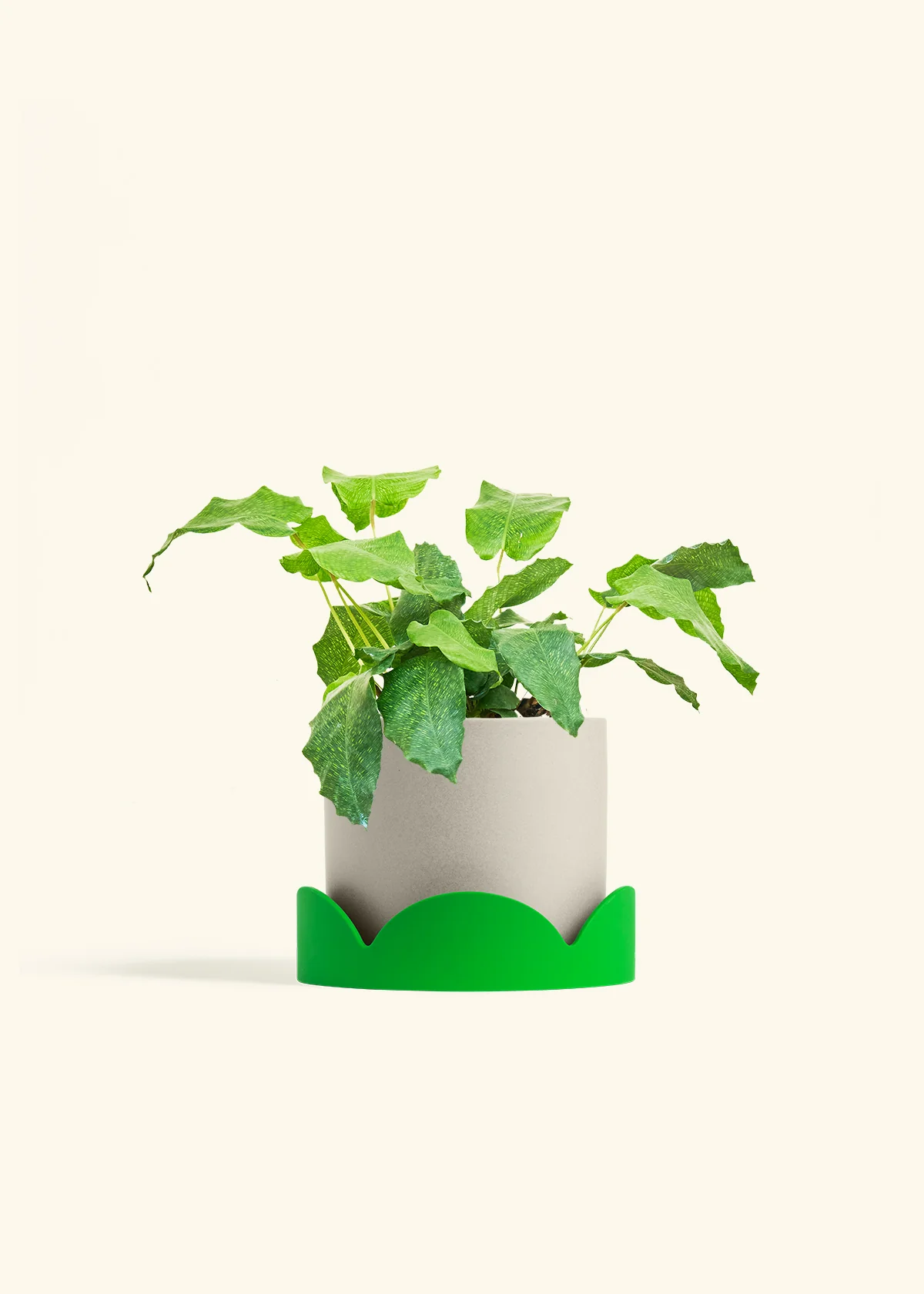Calathea musaica - Image 35