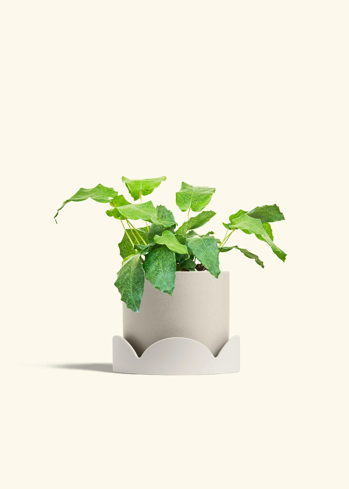 Calathea musaica - Image 36