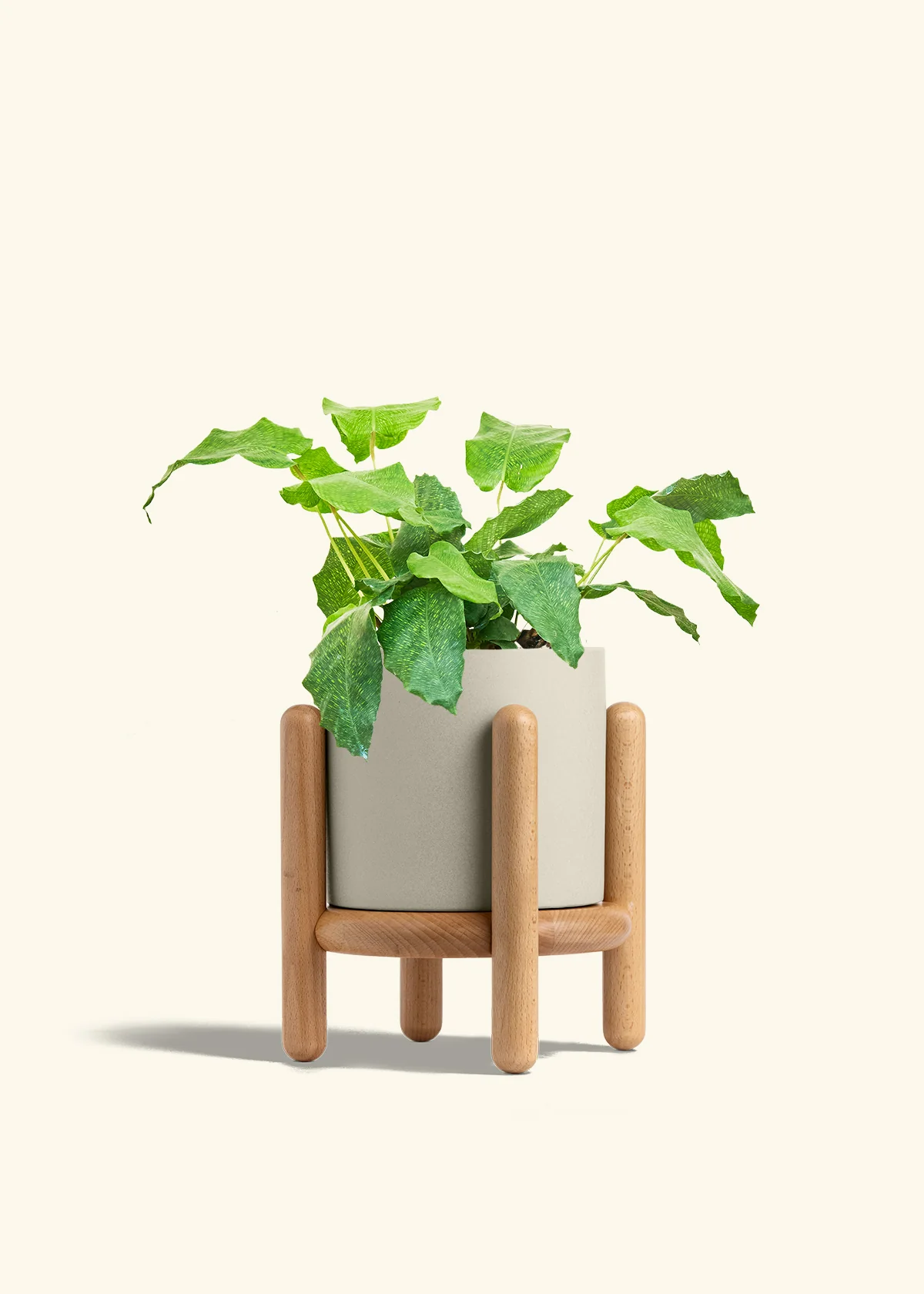Calathea musaica - Image 37