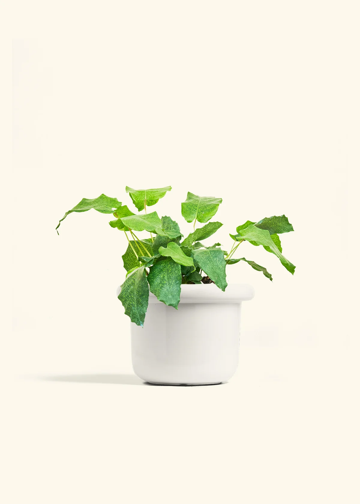 Calathea musaica - Image 38