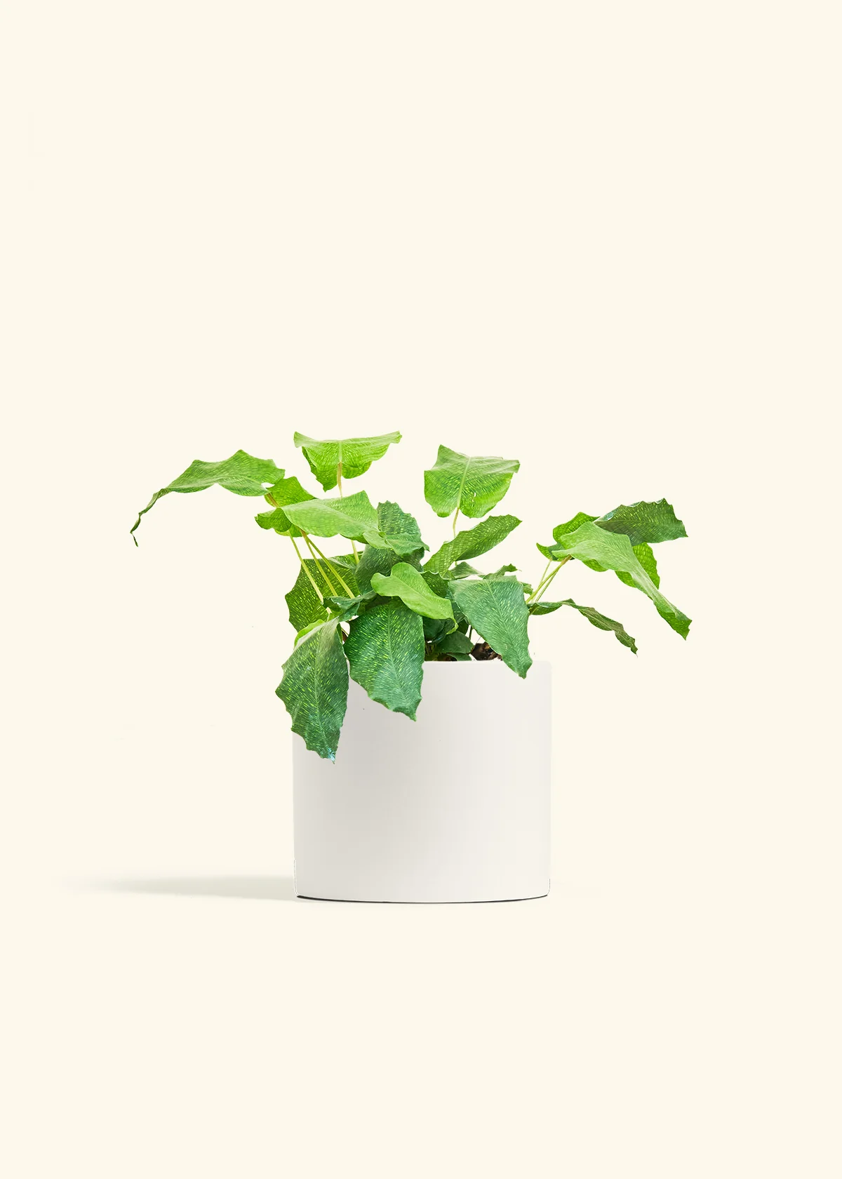 Calathea musaica - Image 39