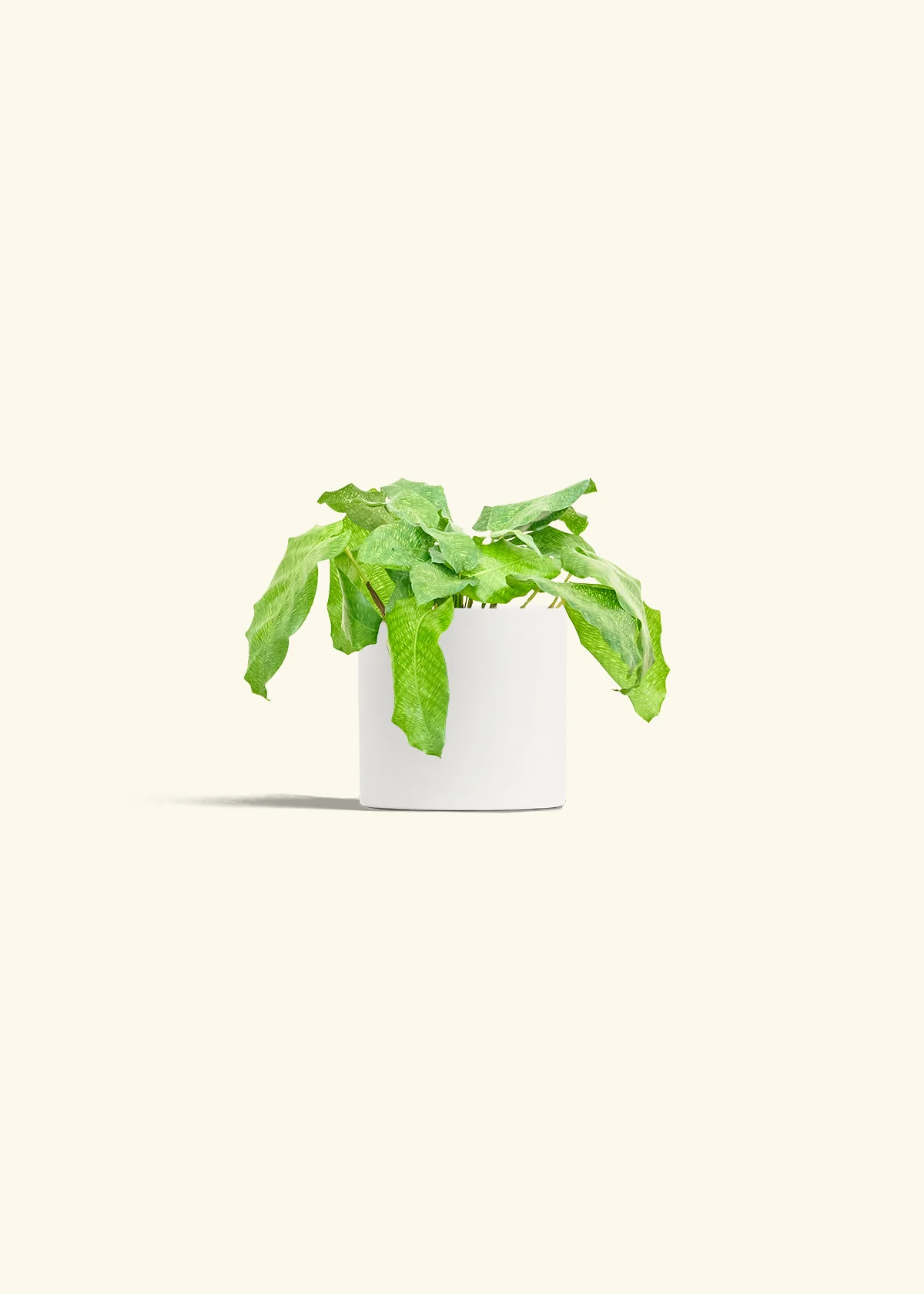Calathea musaica - Image 4