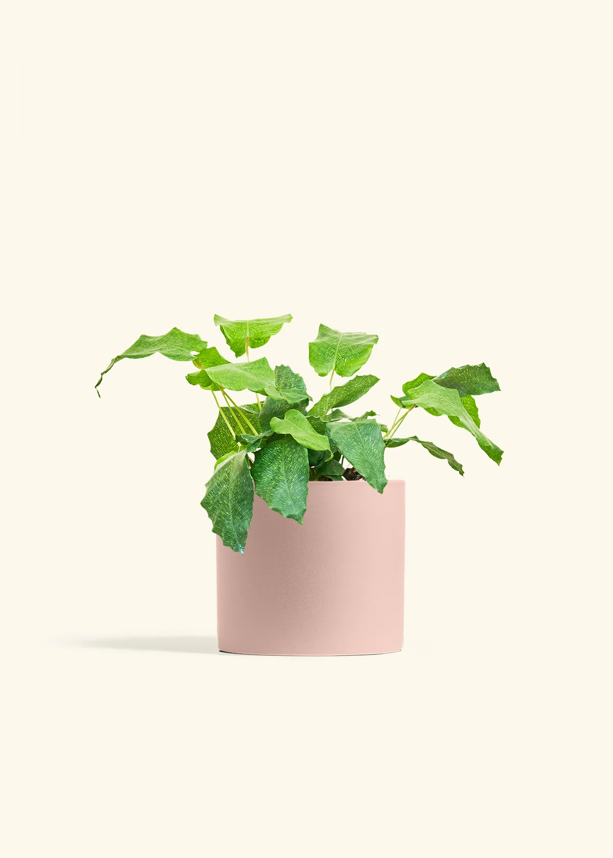 Calathea musaica - Image 40