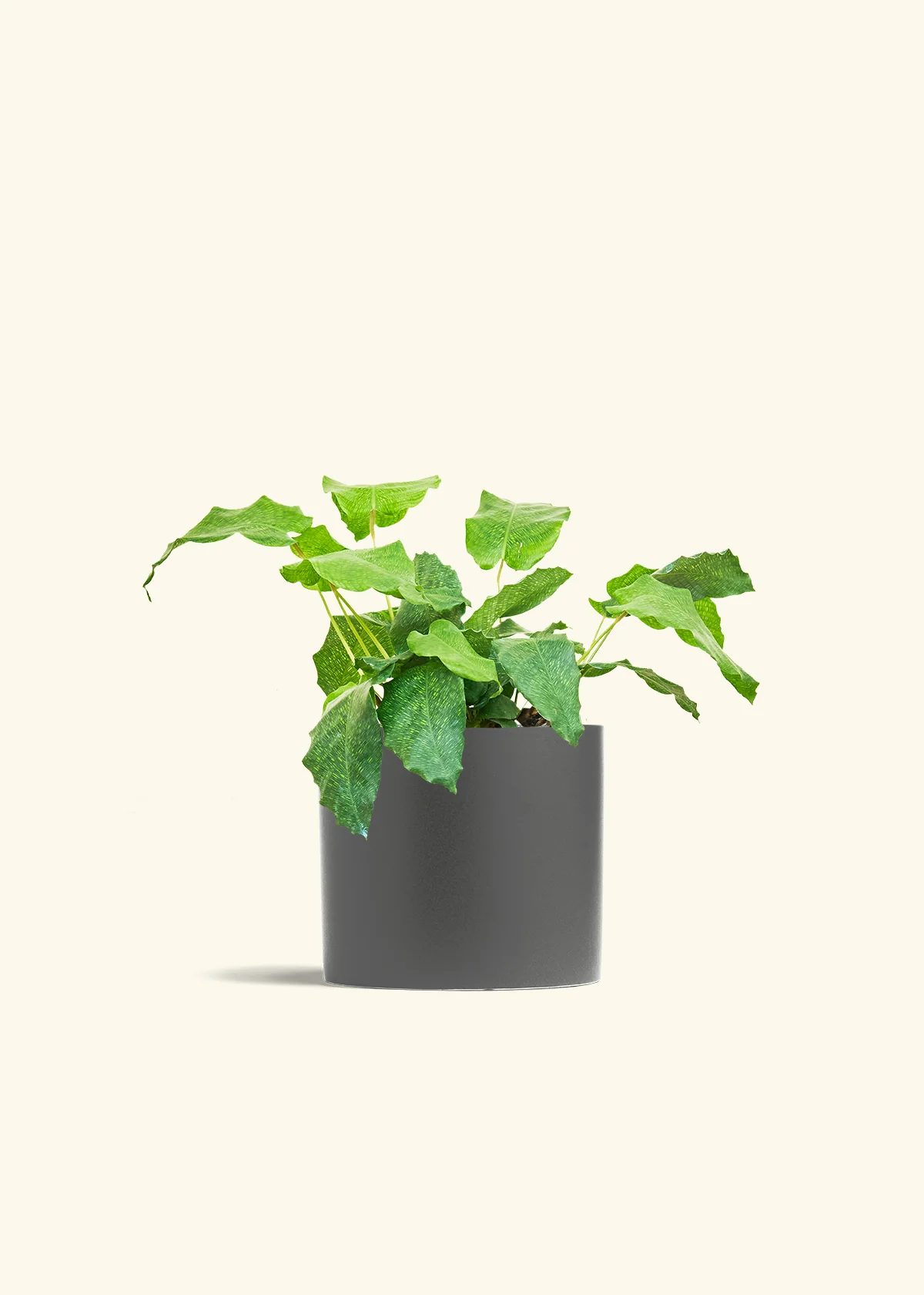 Calathea musaica - Image 41
