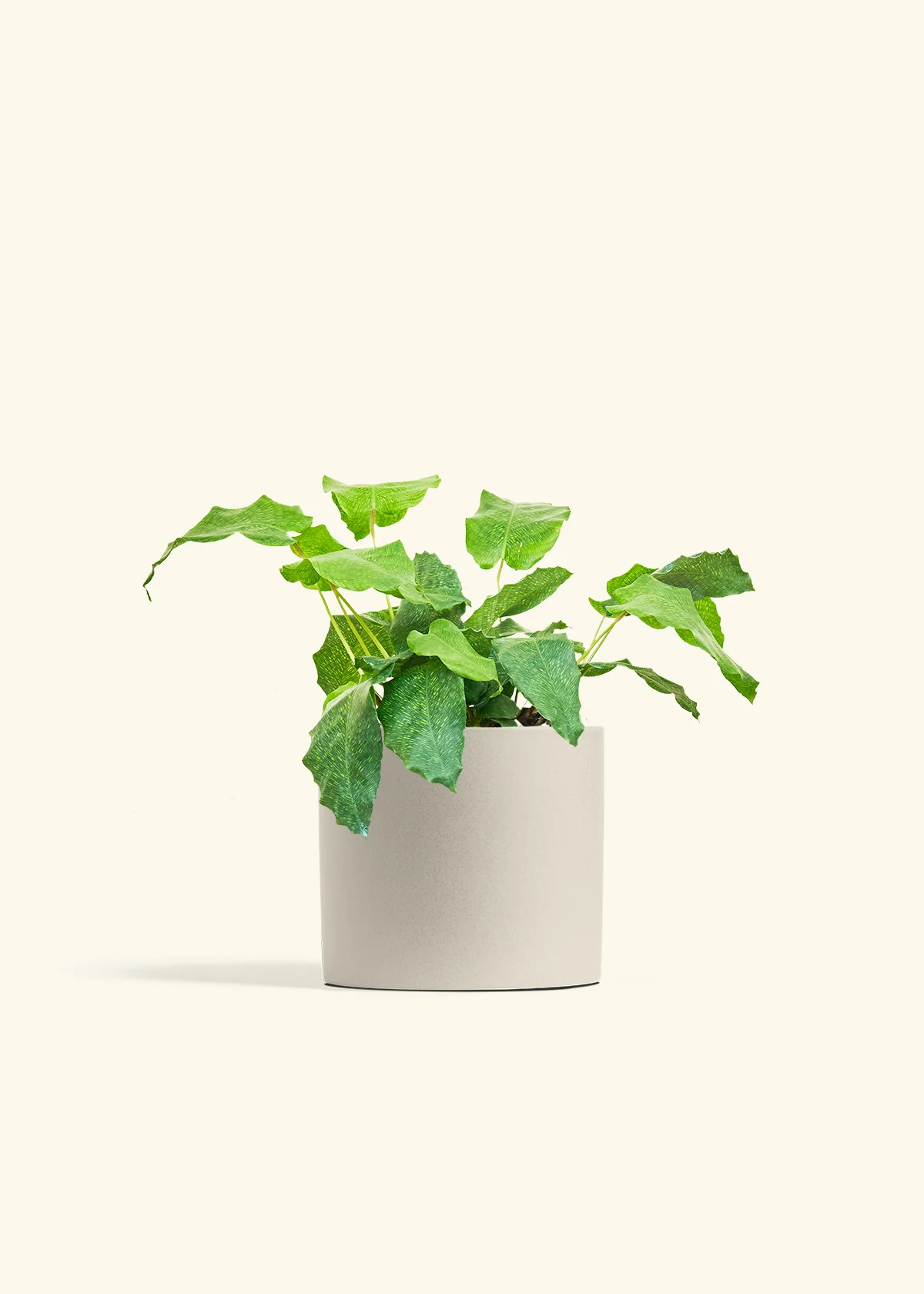Calathea musaica - Image 42