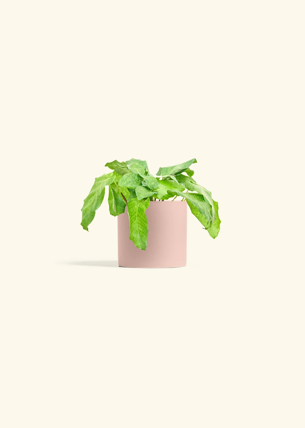 Calathea musaica - Image 5