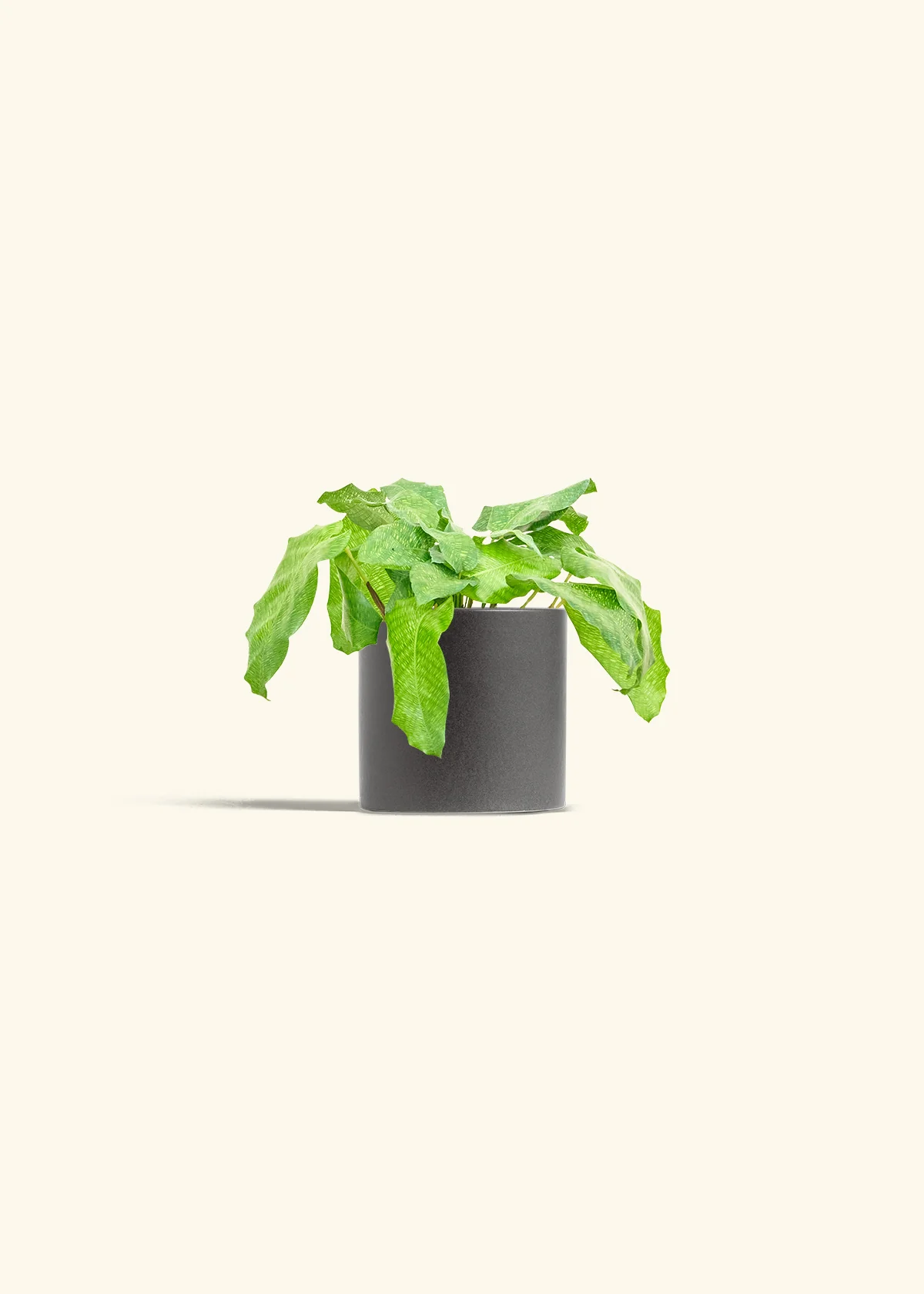 Calathea musaica - Image 6