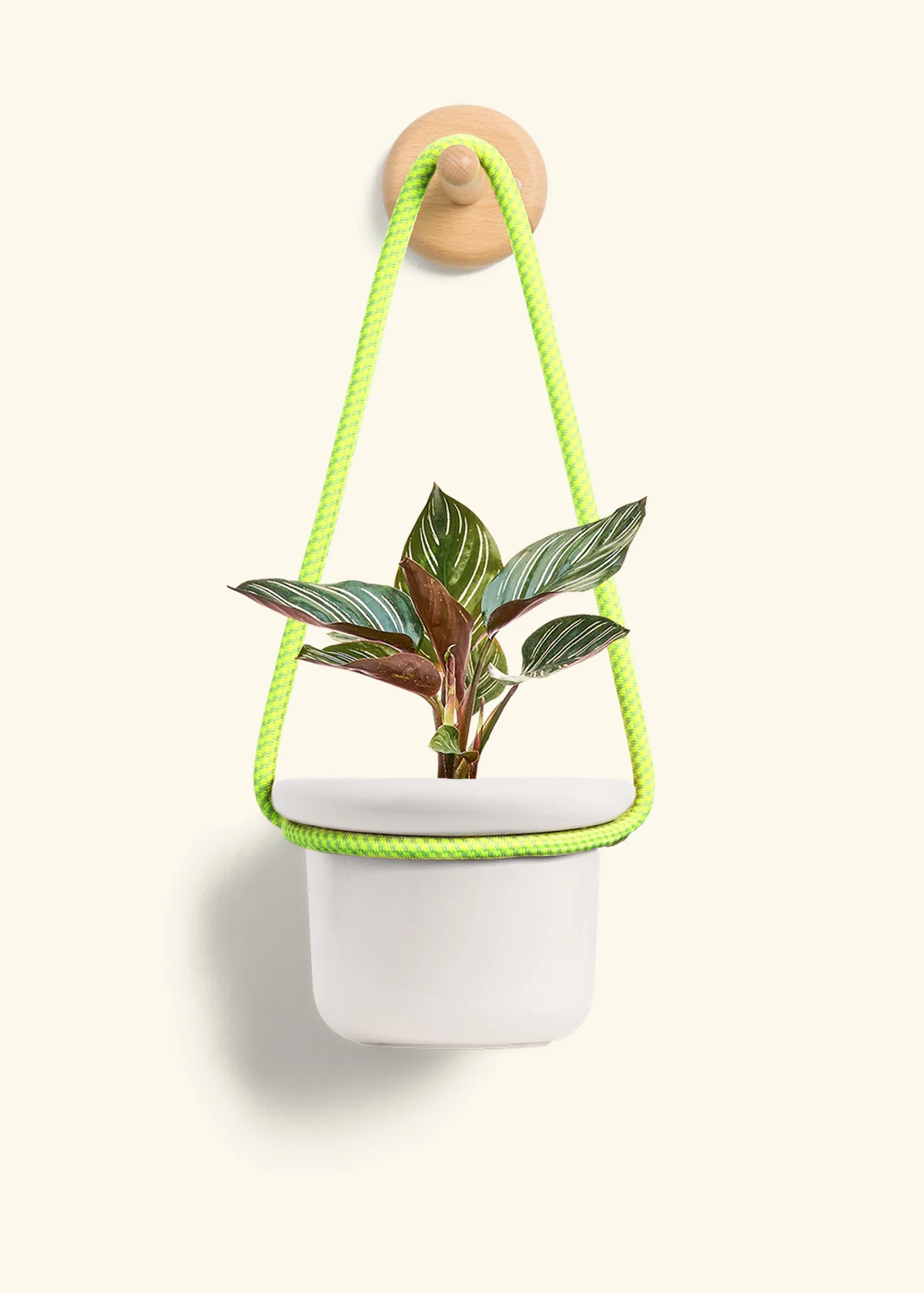 Calathea Pinstripe - Image 10