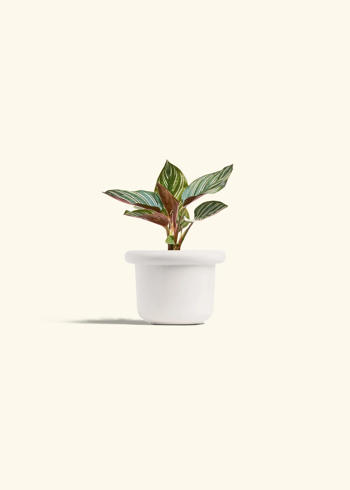 Calathea Pinstripe - Image 11