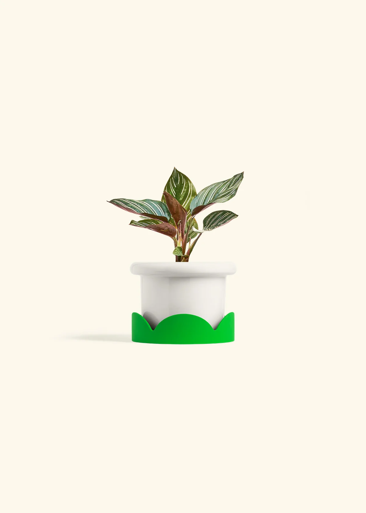 Calathea Pinstripe - Image 12