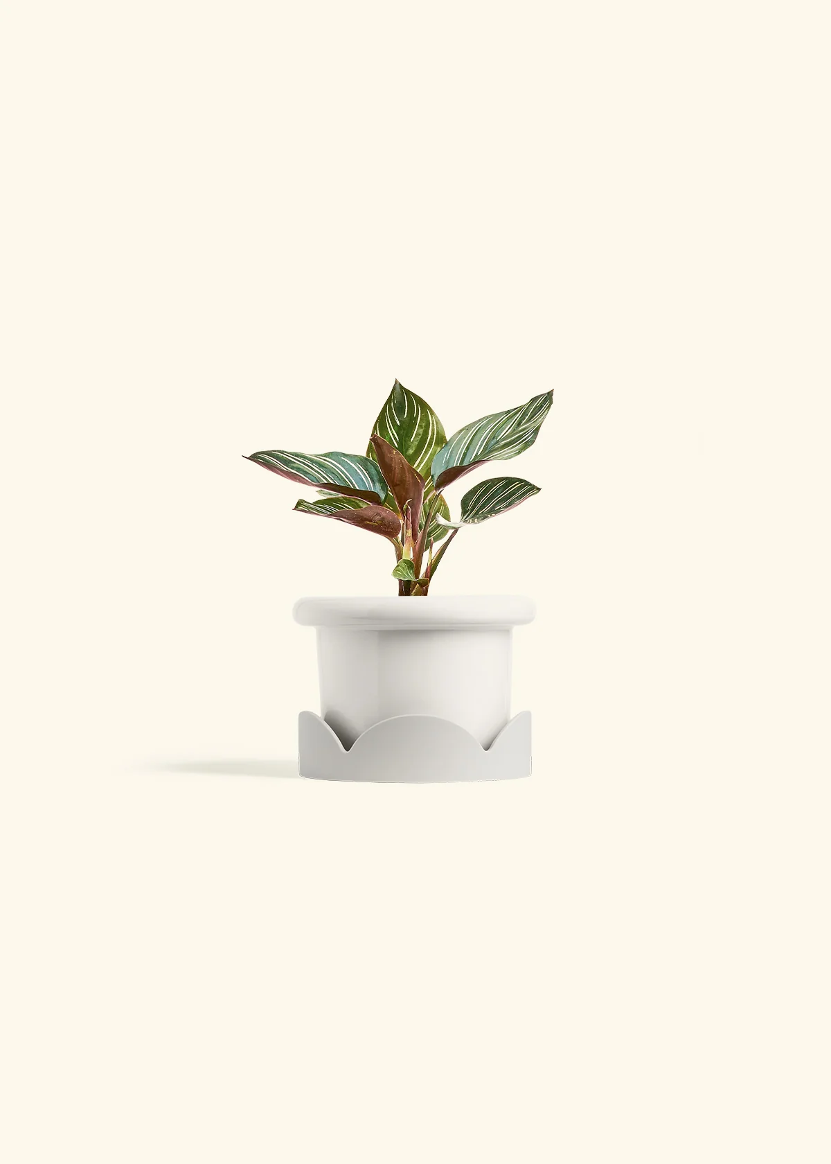 Calathea Pinstripe - Image 13