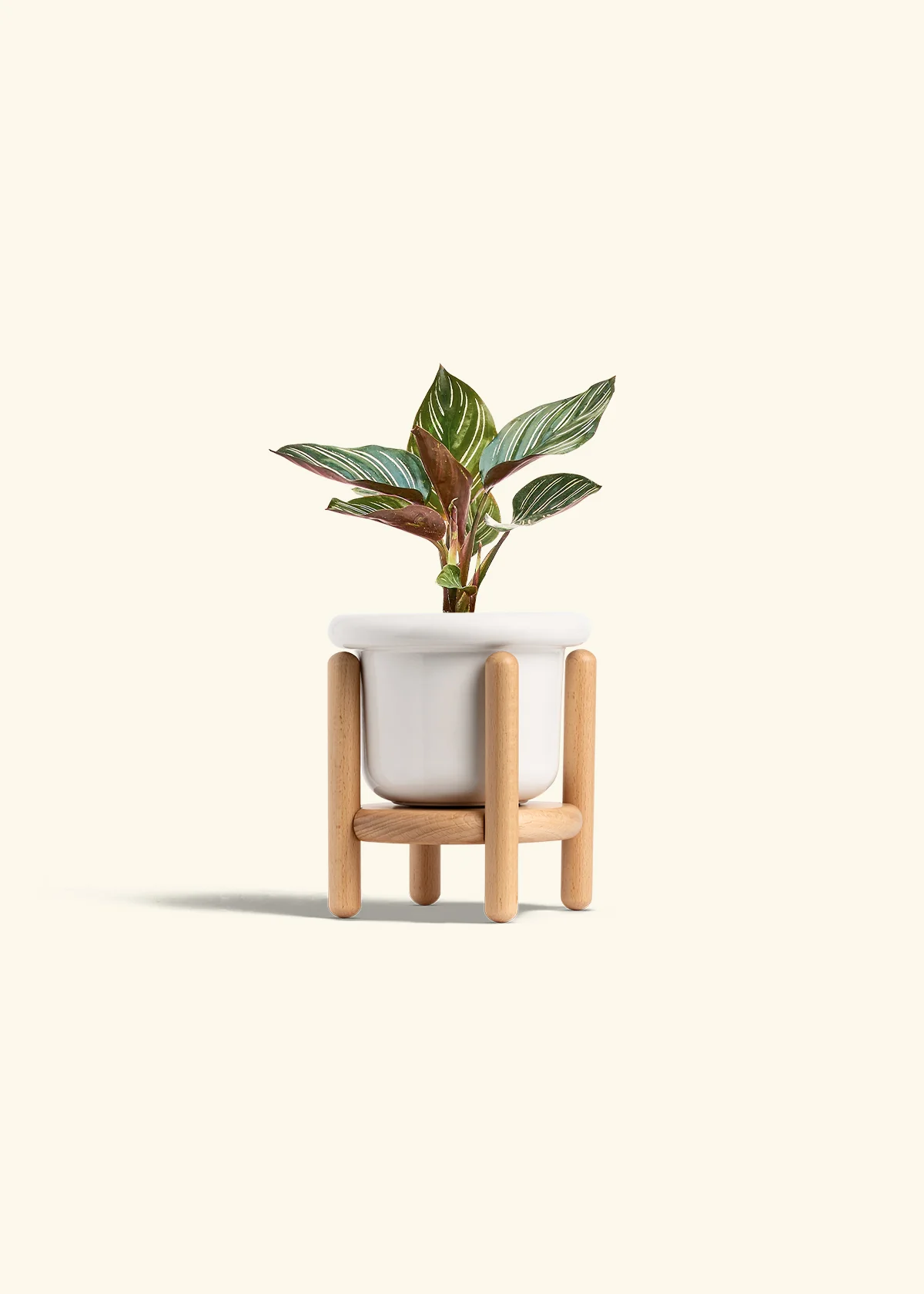 Calathea Pinstripe - Image 14