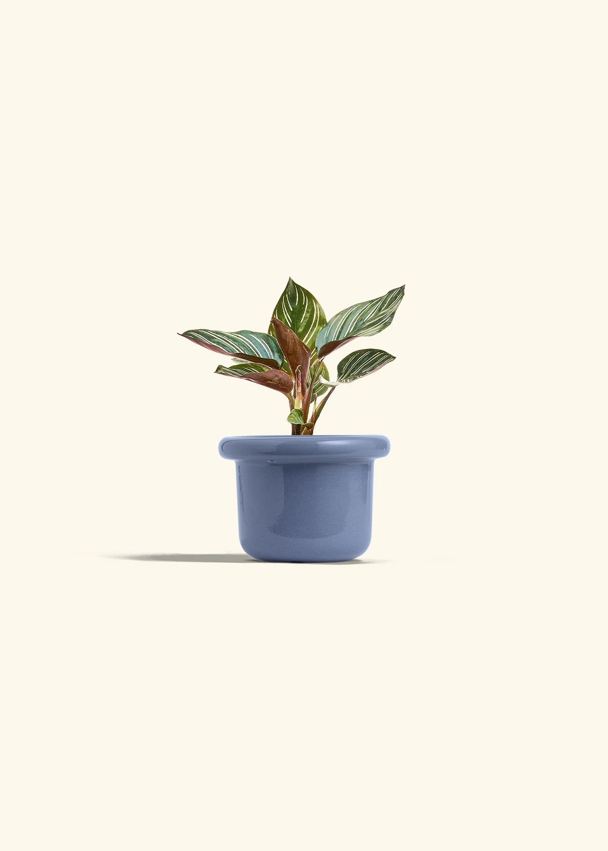 Calathea Pinstripe - Image 15