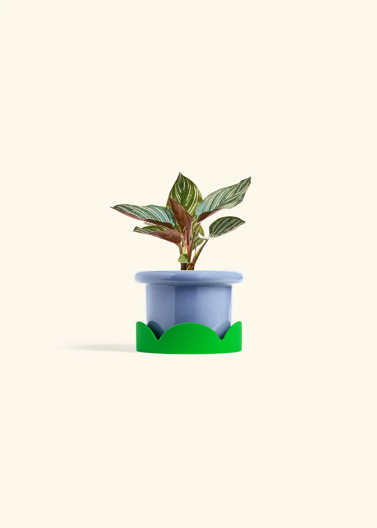 Calathea Pinstripe - Image 16