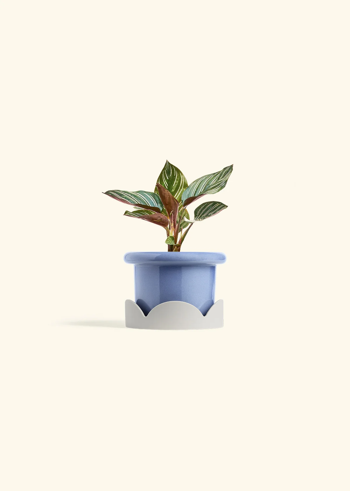 Calathea Pinstripe - Image 17