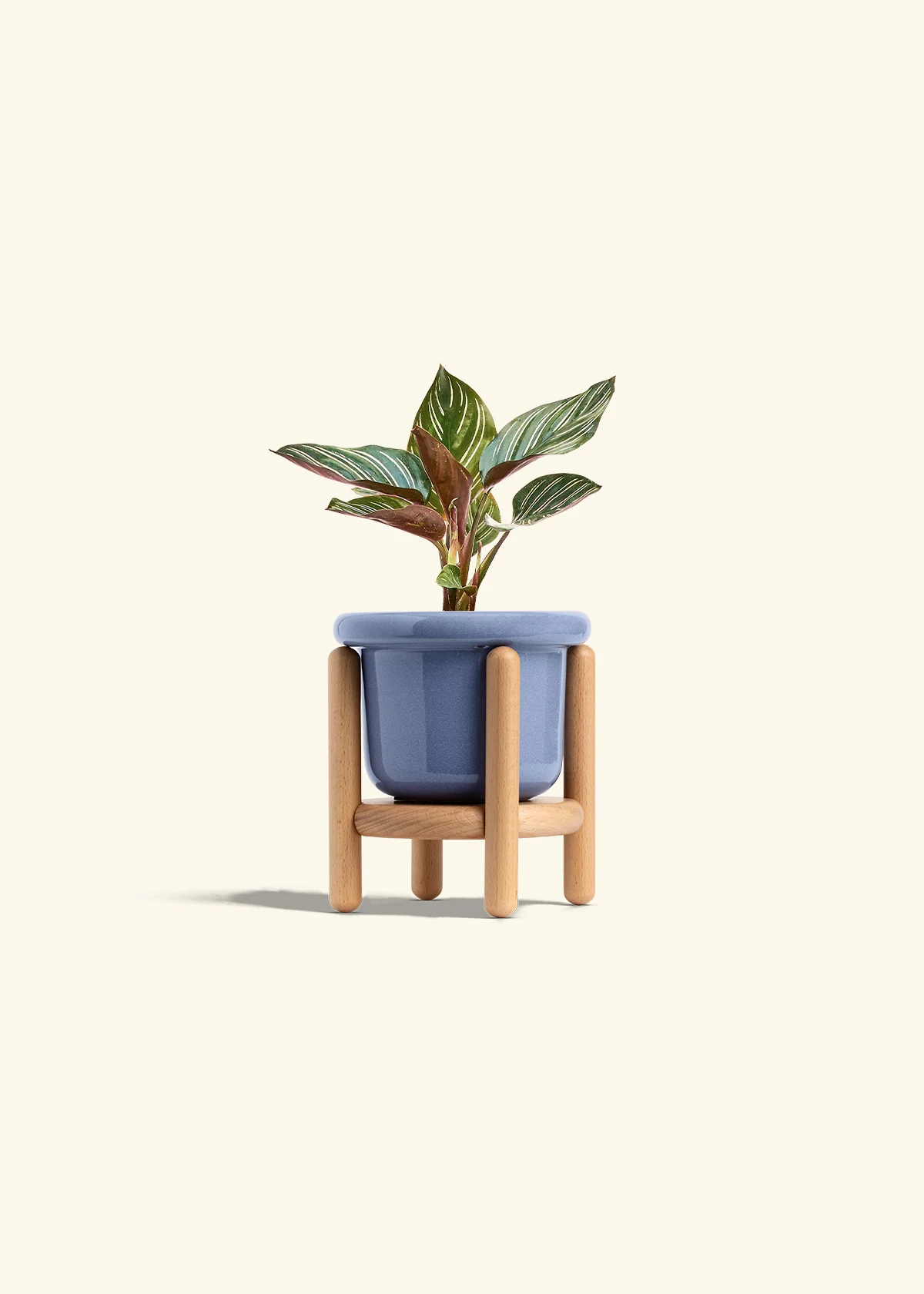 Calathea Pinstripe - Image 18
