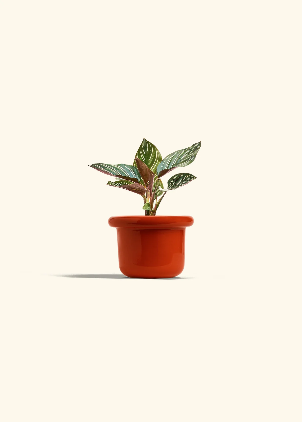 Calathea Pinstripe - Image 19