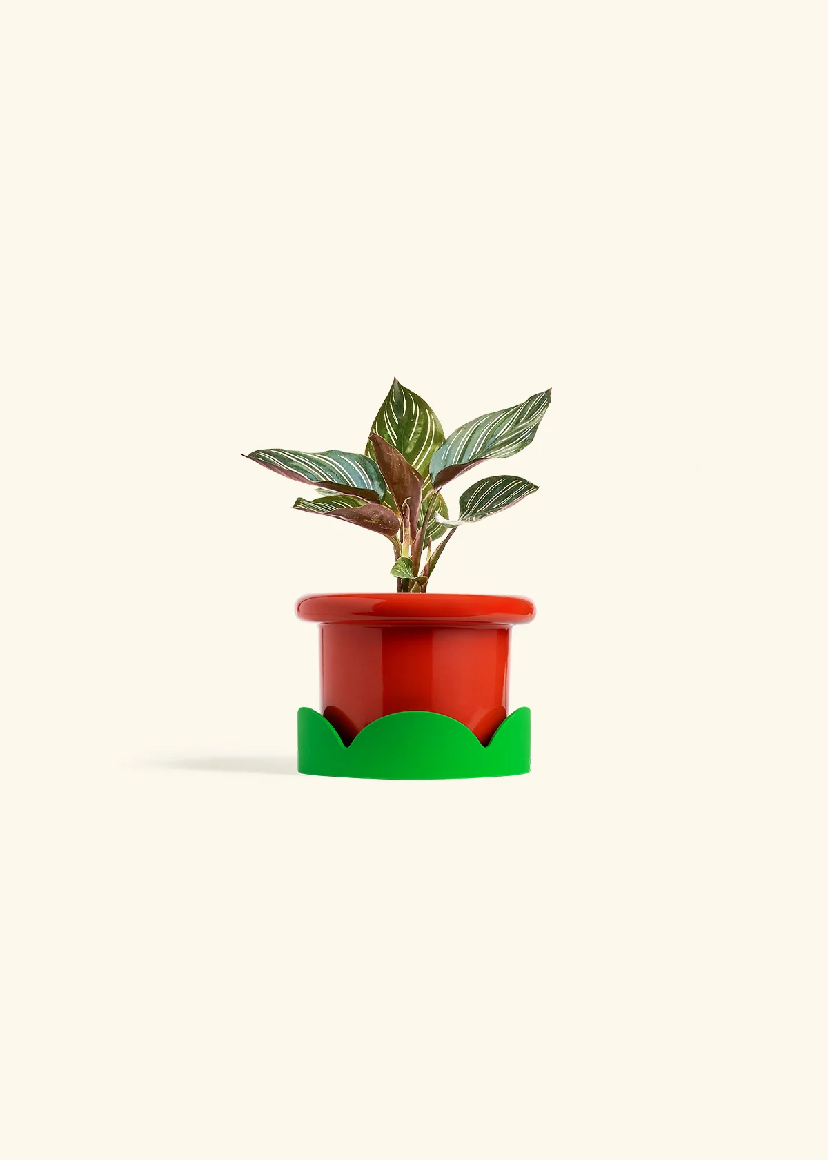Calathea Pinstripe - Image 20