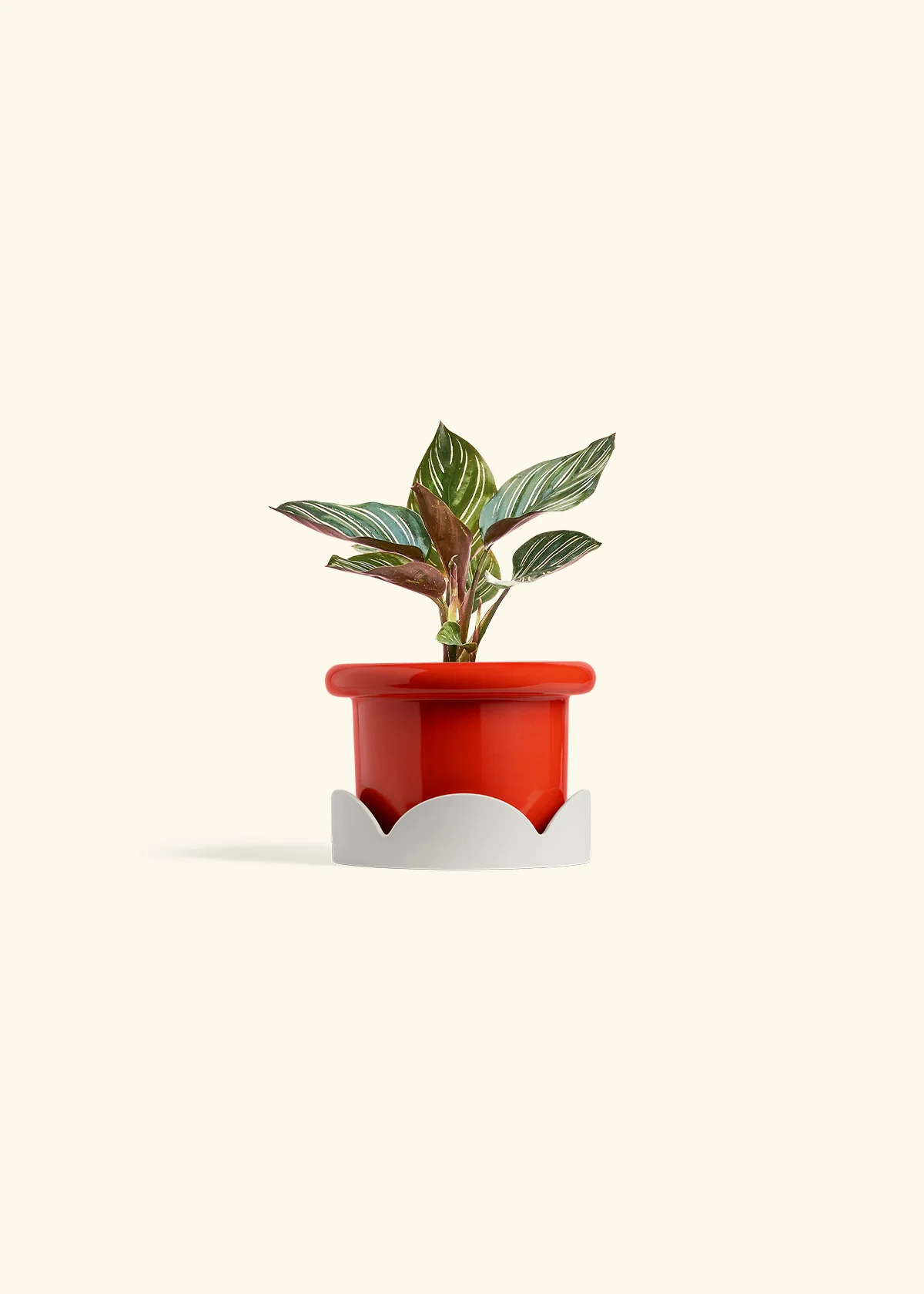 Calathea Pinstripe - Image 21