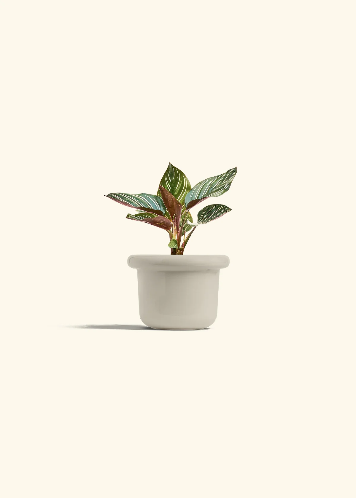 Calathea Pinstripe - Image 23