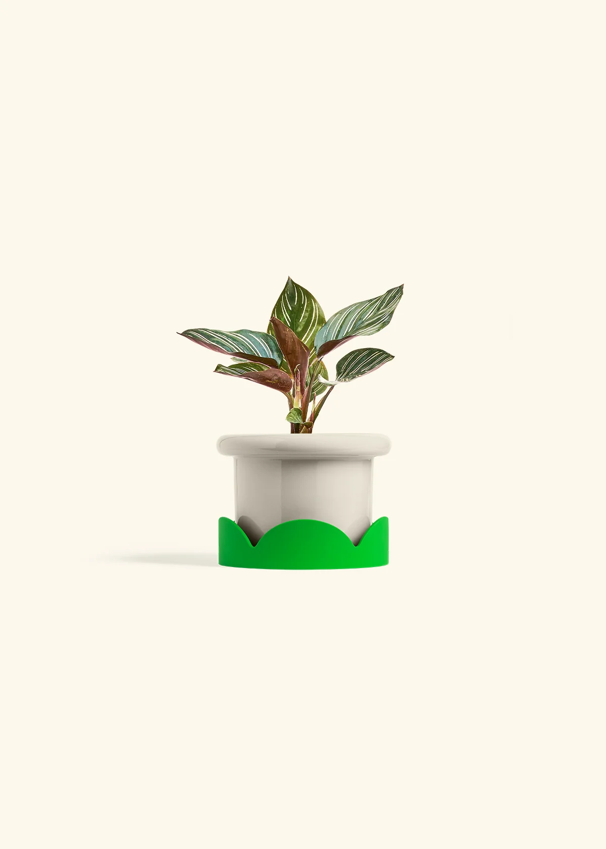 Calathea Pinstripe - Image 24