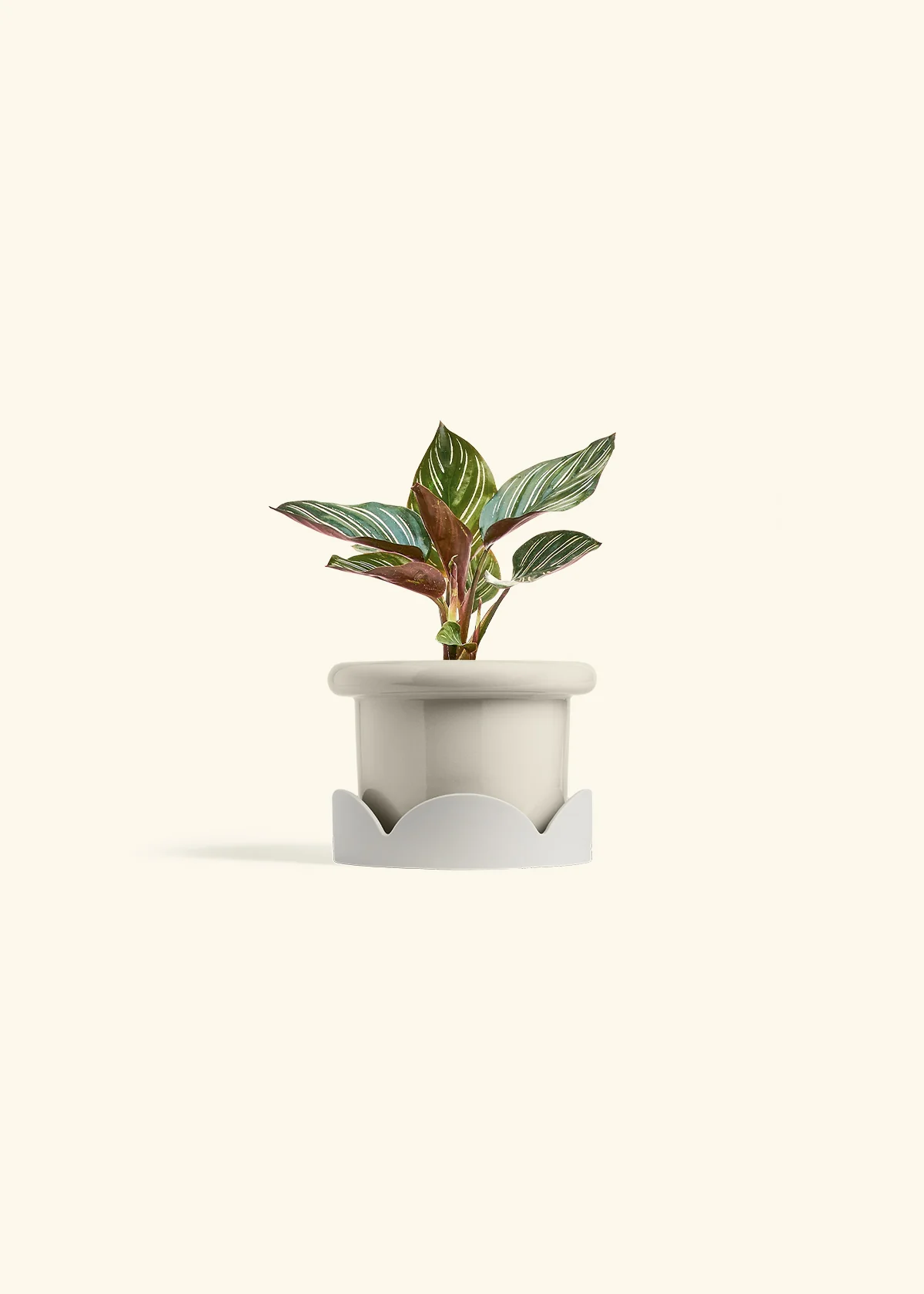 Calathea Pinstripe - Image 25