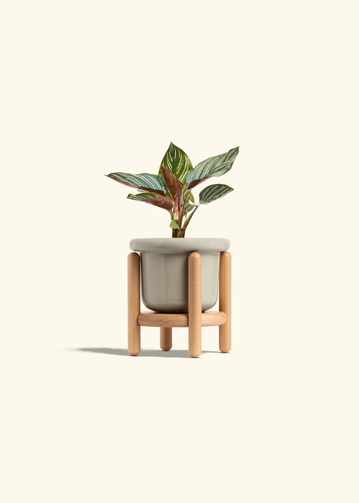 Calathea Pinstripe - Image 26