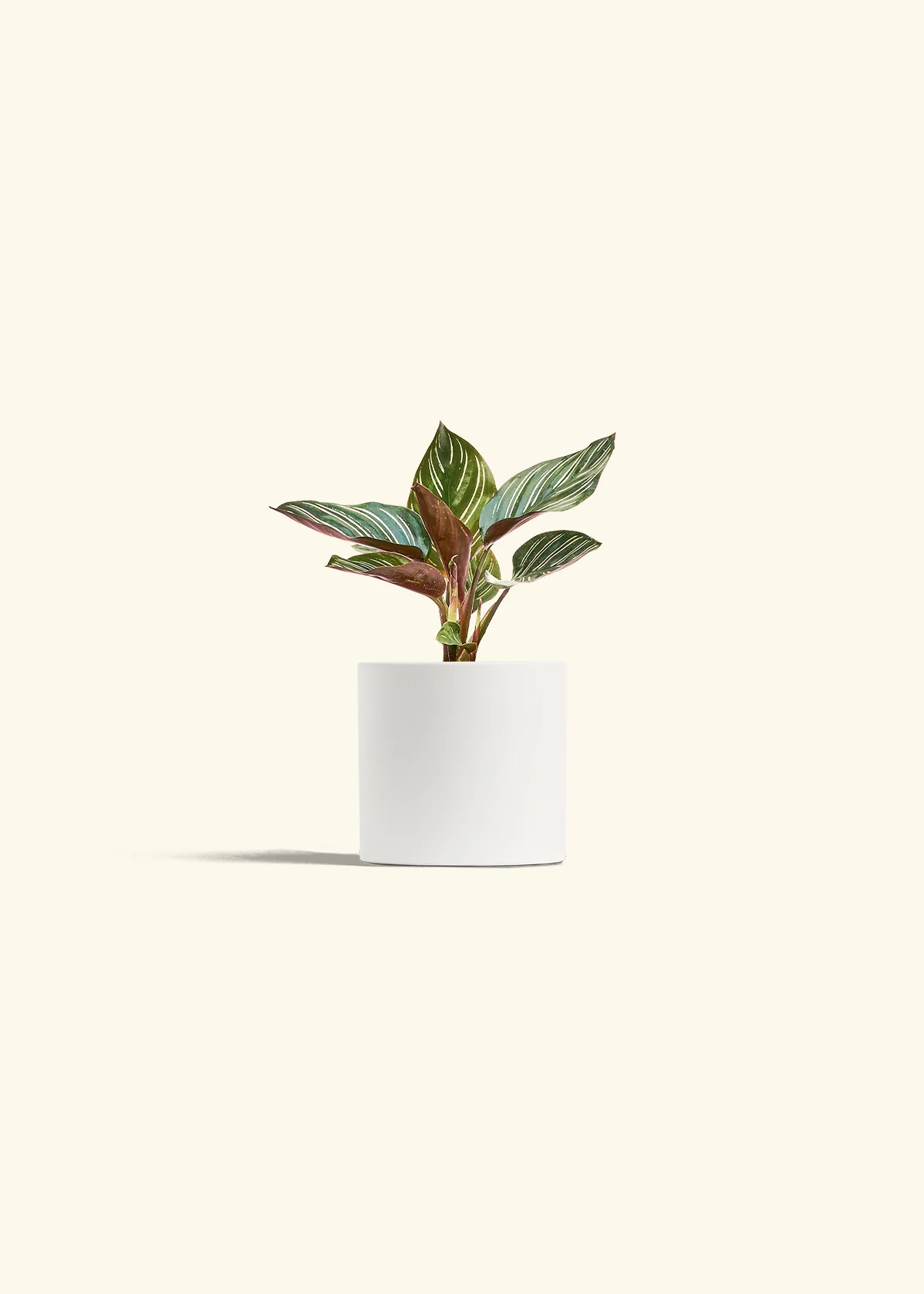 Calathea Pinstripe - Image 27