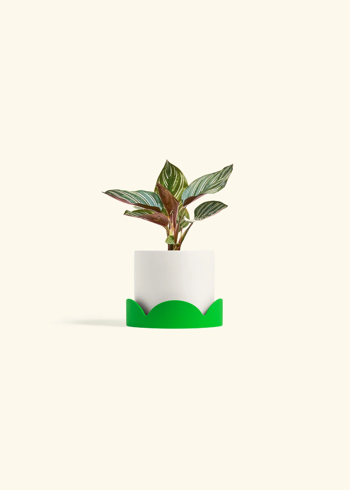 Calathea Pinstripe - Image 28