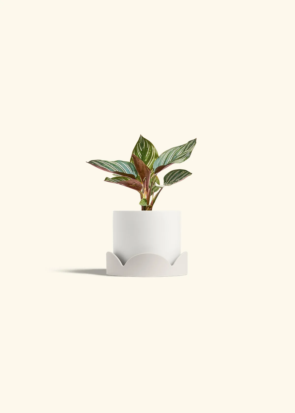 Calathea Pinstripe - Image 29