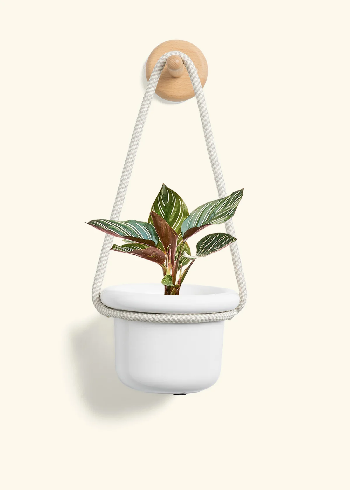Calathea Pinstripe - Image 3
