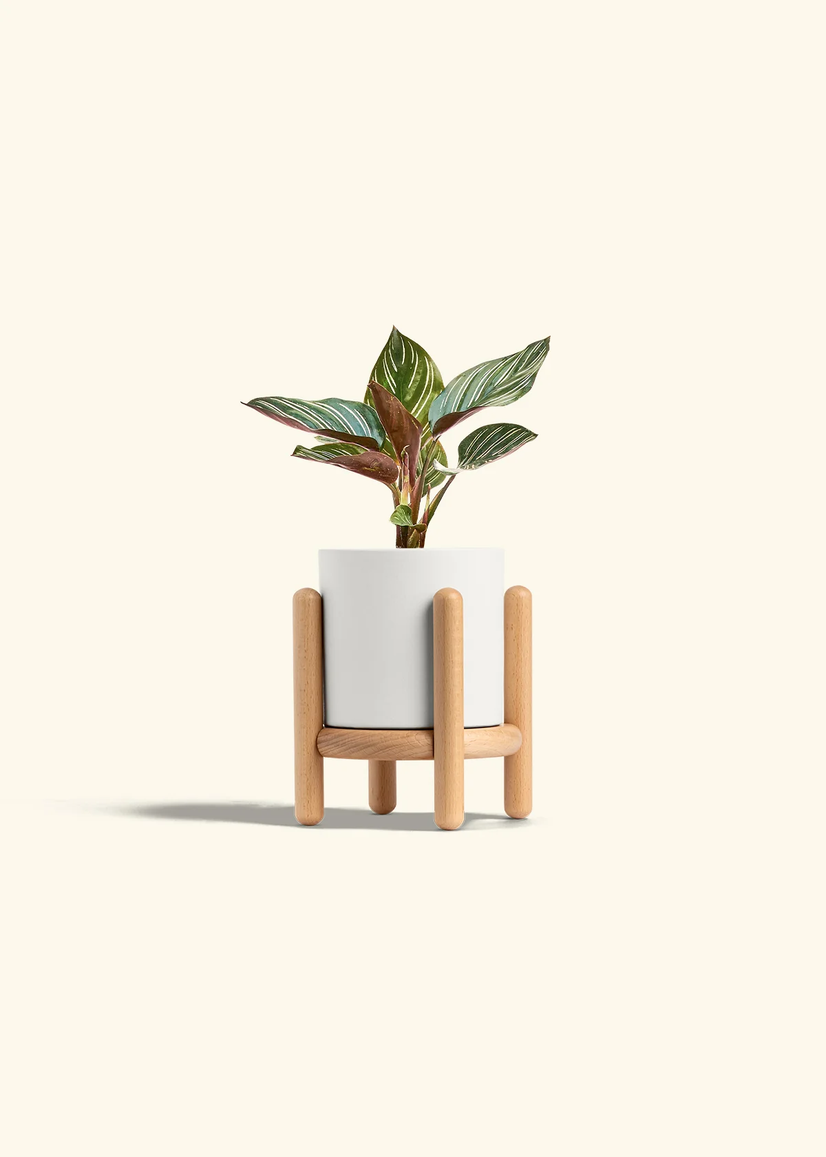 Calathea Pinstripe - Image 30