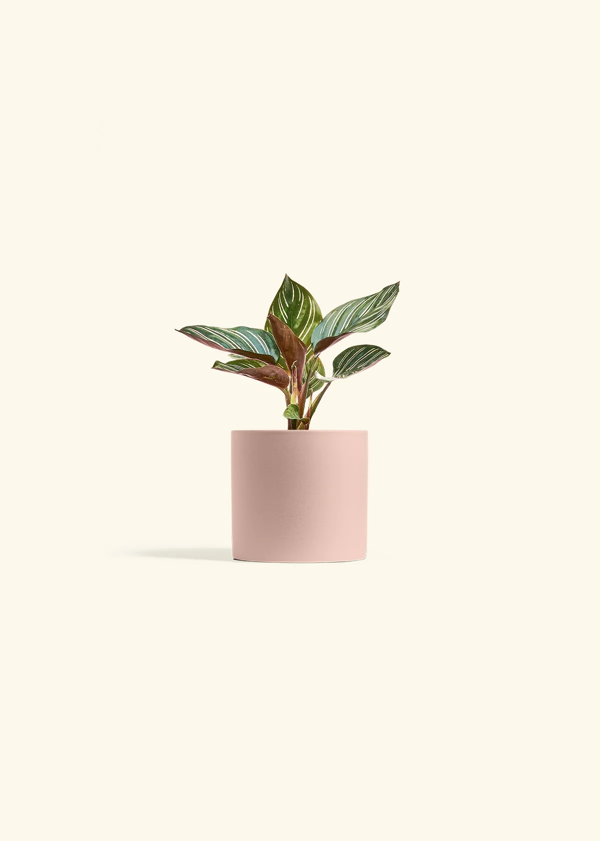 Calathea Pinstripe - Image 31