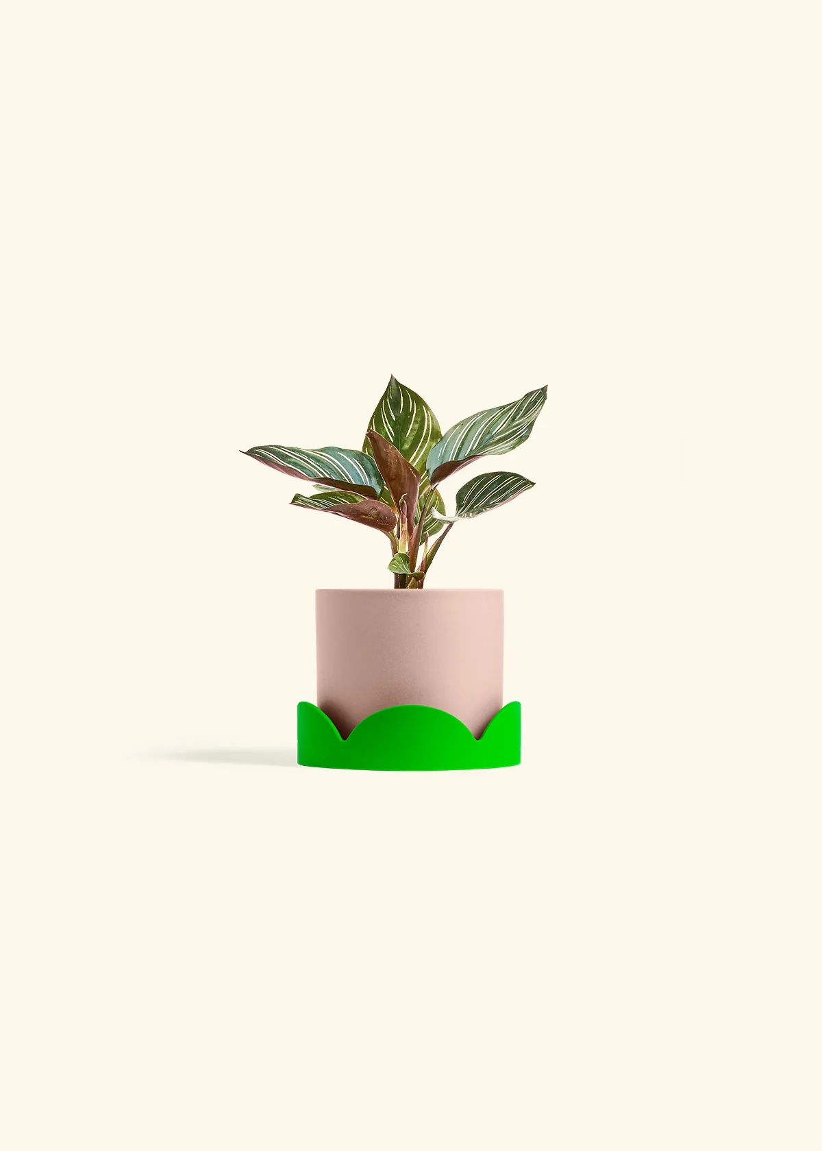 Calathea Pinstripe - Image 32