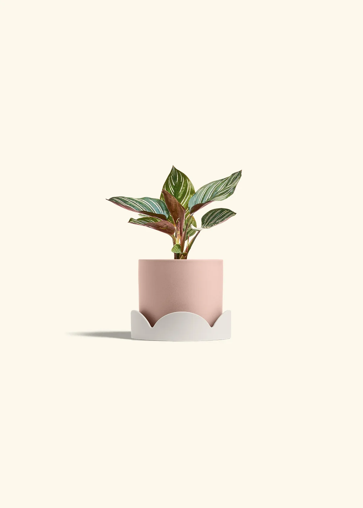 Calathea Pinstripe - Image 33
