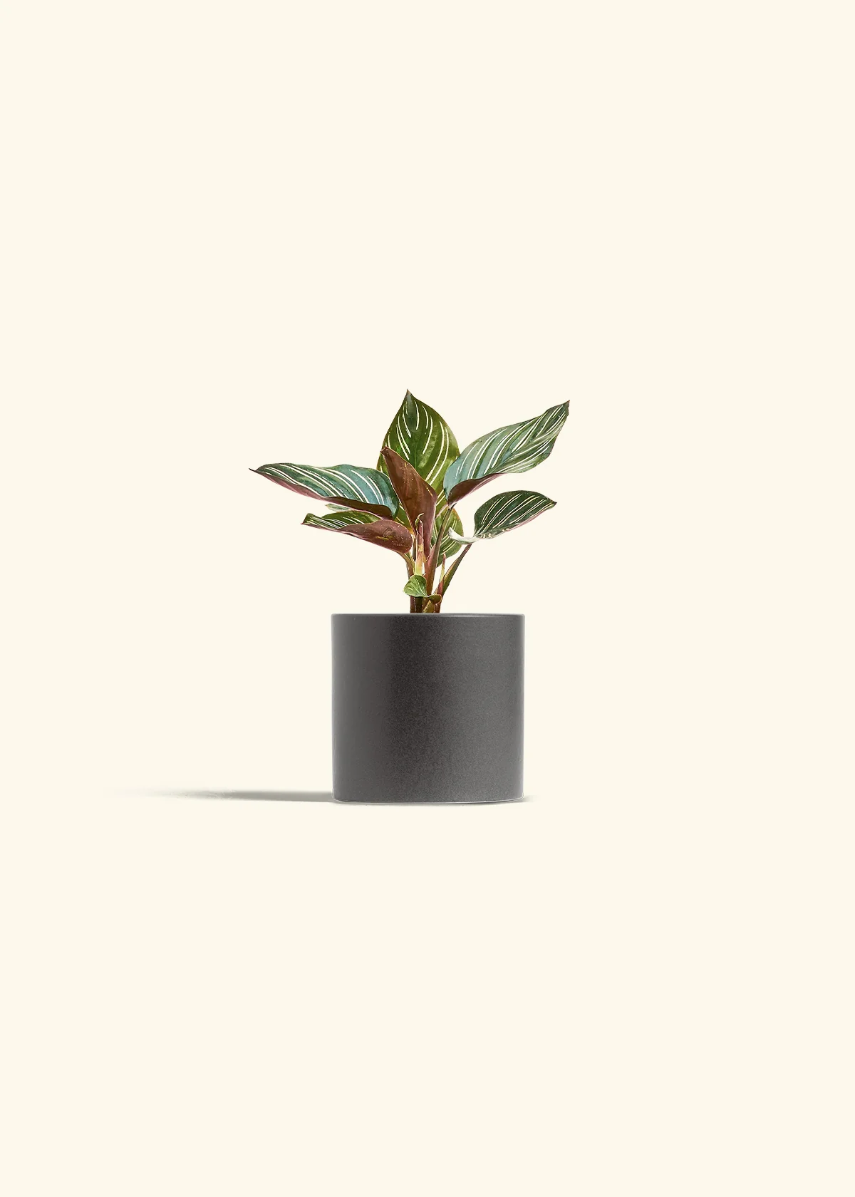 Calathea Pinstripe - Image 35